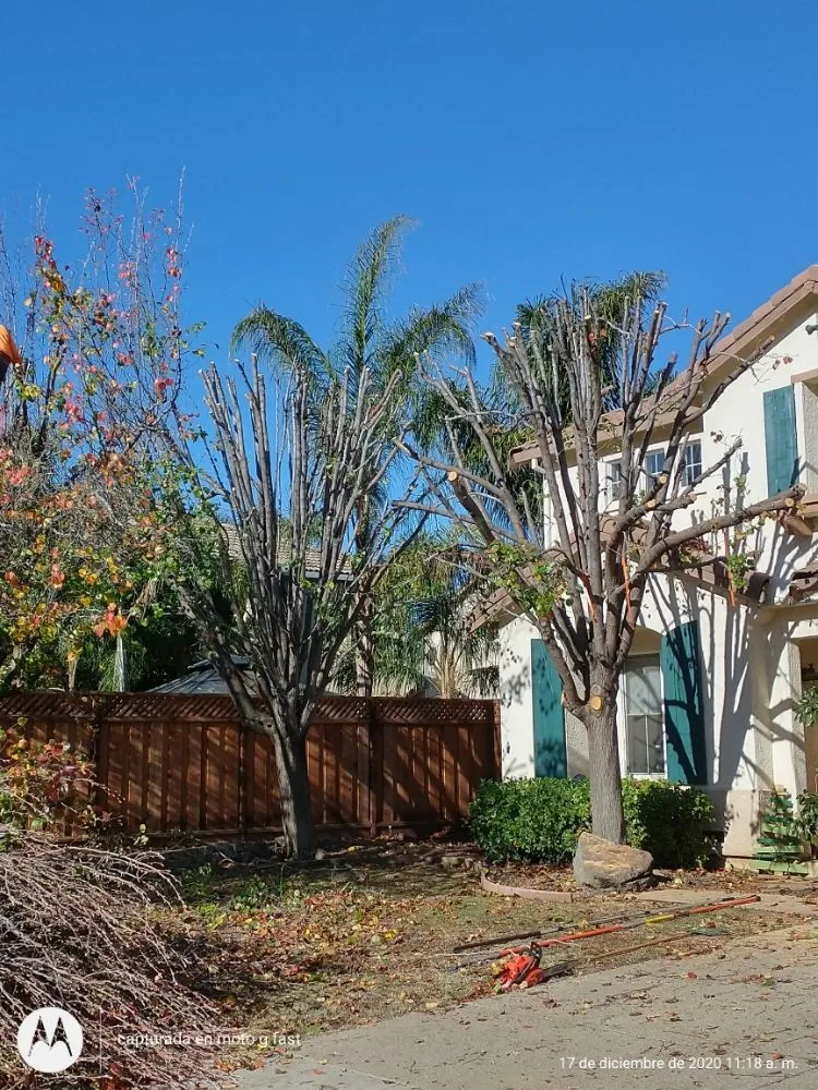 Top-rated landscaping services for residential properties in Concord, CA by Morales Tree Service & Landscaping