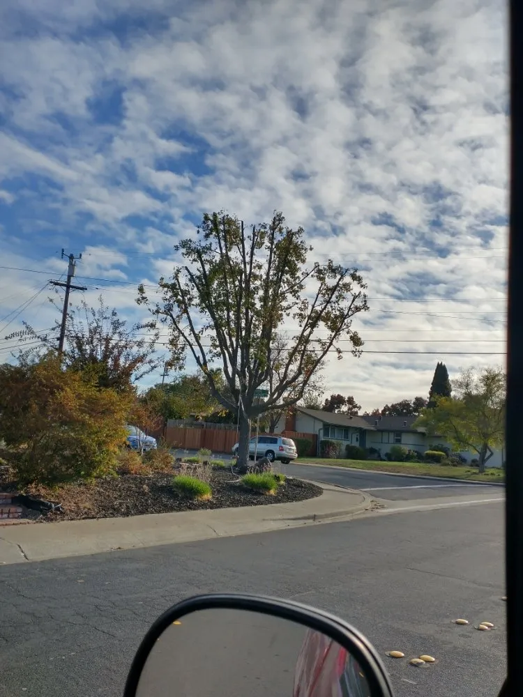 Top-rated lawn care service experts serving Concord, CA - Morales Tree Service & Landscaping