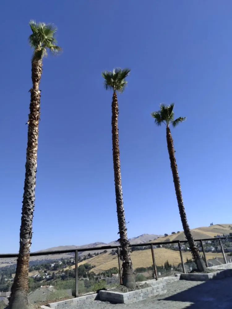 Expert outdoor landscaping for residential properties in Concord, CA by Morales Tree Service & Landscaping