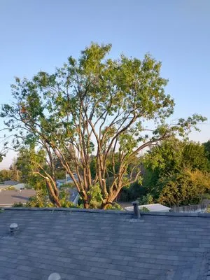 Morales Tree Service & Landscaping Logo