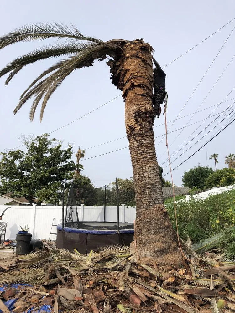 Custom lawn care service for beautiful yards in National City, CA by Morales Tree Service