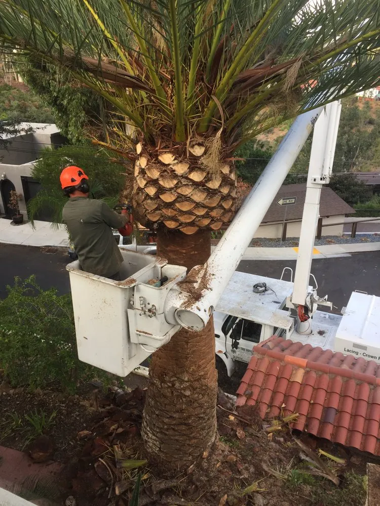 Affordable lawn mowing service in National City, CA - Morales Tree Service