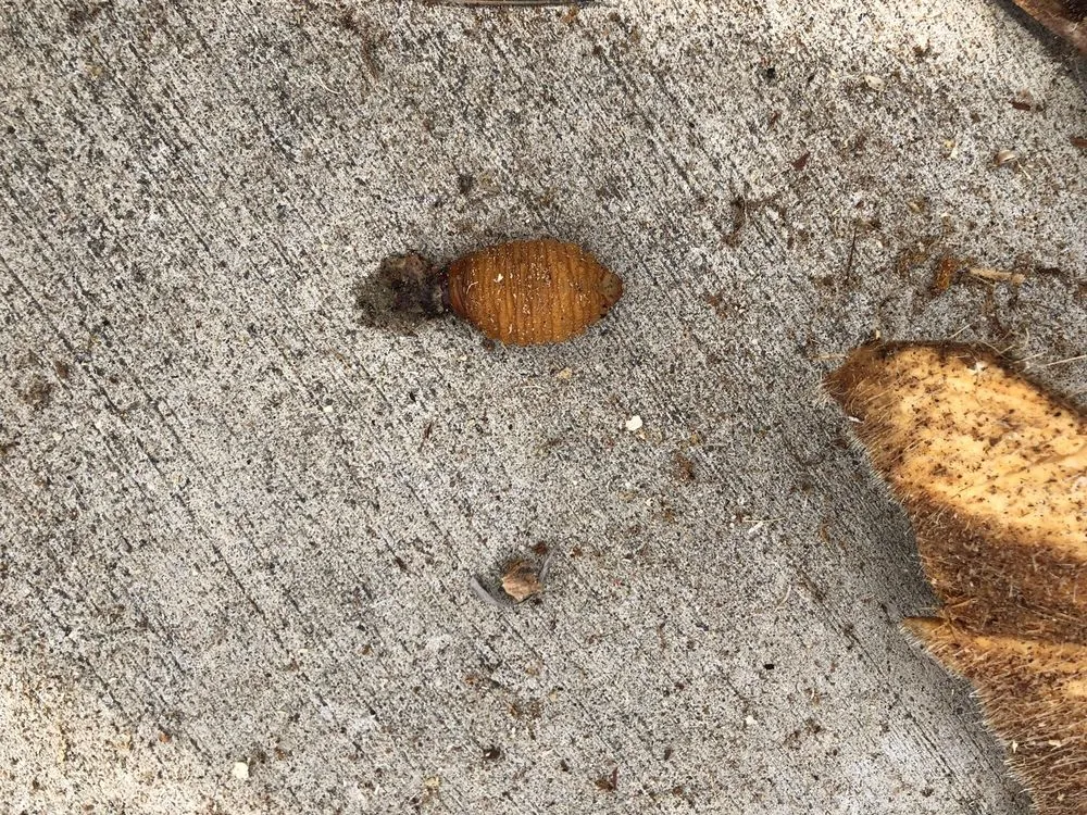 Professional outdoor landscaping in National City, CA - Morales Tree Service