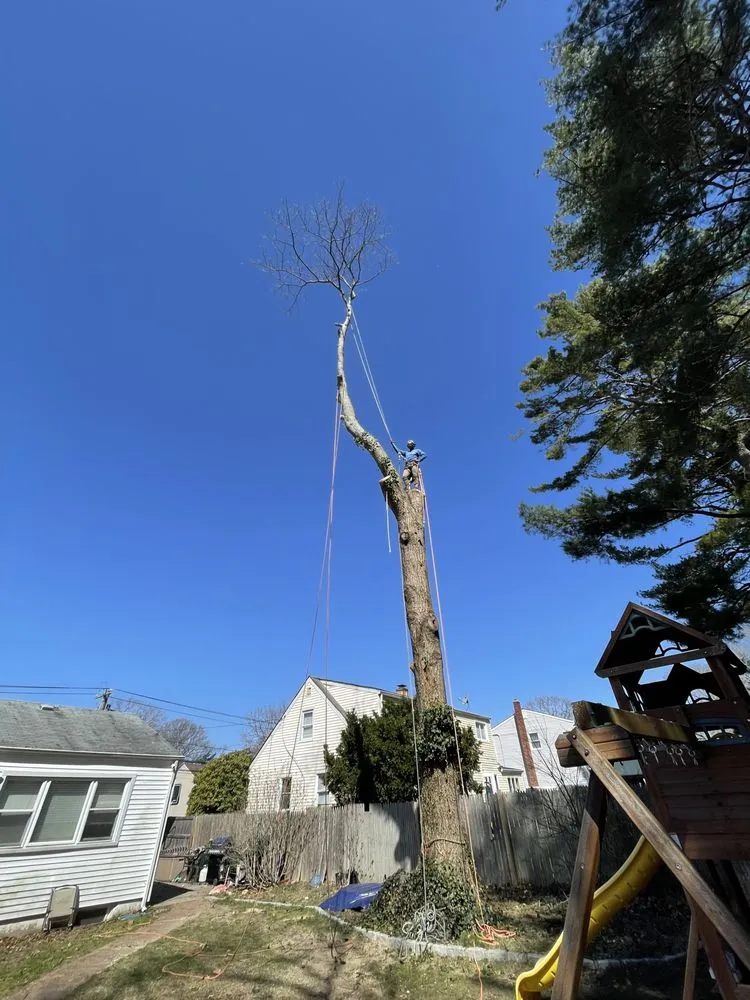 Trusted lawn care service in Copiague, NY - Morales Tree Services