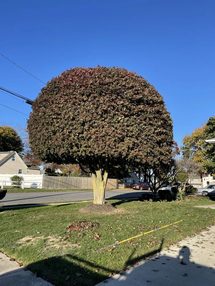 Local lawn care service for year-round maintenance across Copiague, NY - Morales Tree Services
