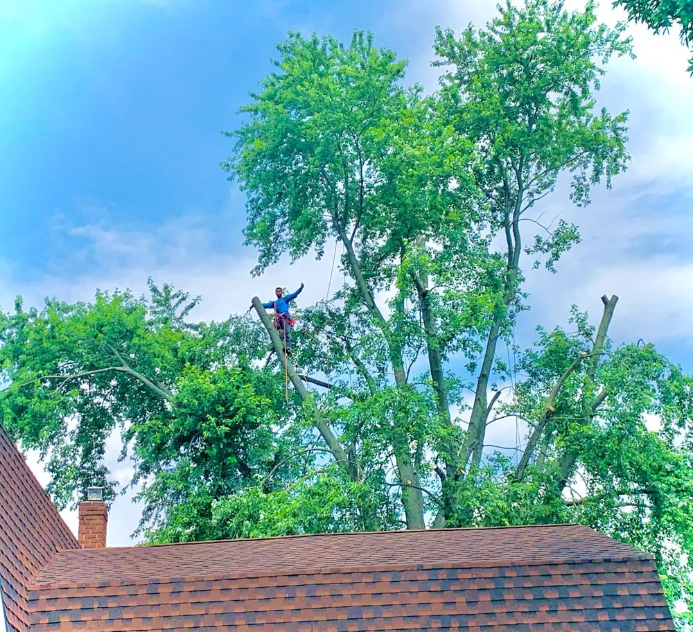 Expert yard cleanup service for year-round maintenance in Copiague, NY by Morales Tree Services