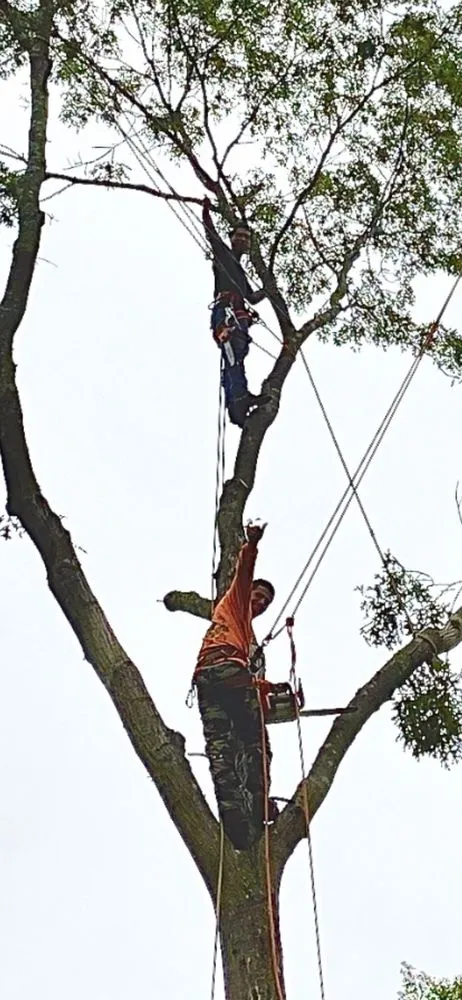 Professional yard maintenance in Copiague, NY by Morales Tree Services