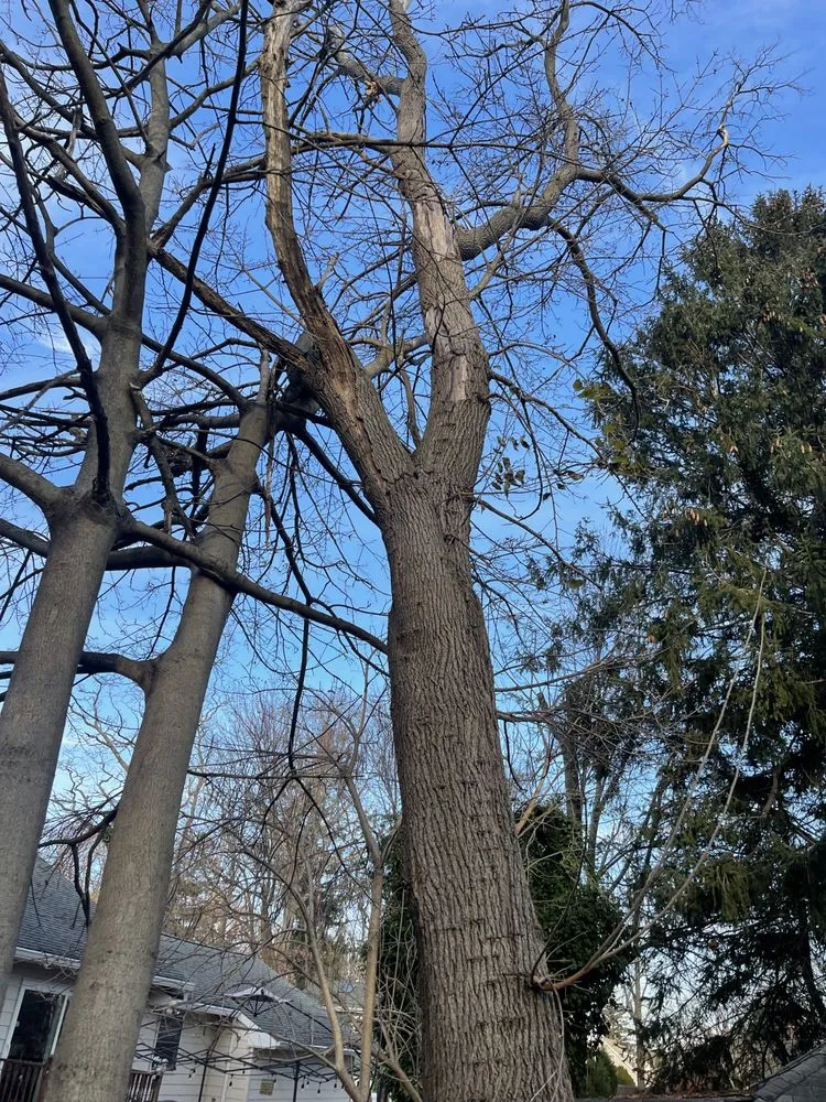 Expert landscape design experts serving Copiague, NY - Morales Tree Services