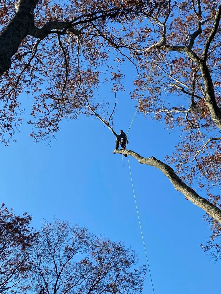 Custom lawn mowing service in Copiague, NY - Morales Tree Services