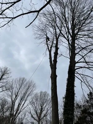 Morales Tree Services Logo