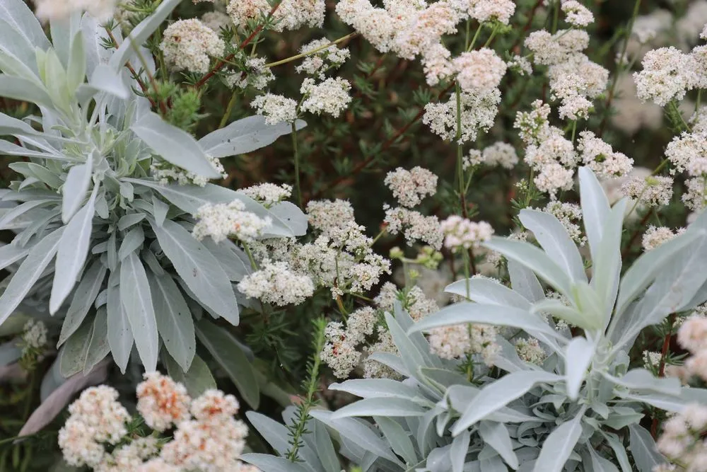 Affordable landscaping services experts serving Ojai, CA - Morami Studio