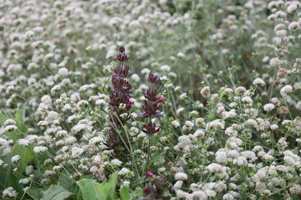 Local yard cleanup service for beautiful yards in Ojai, CA by Morami Studio