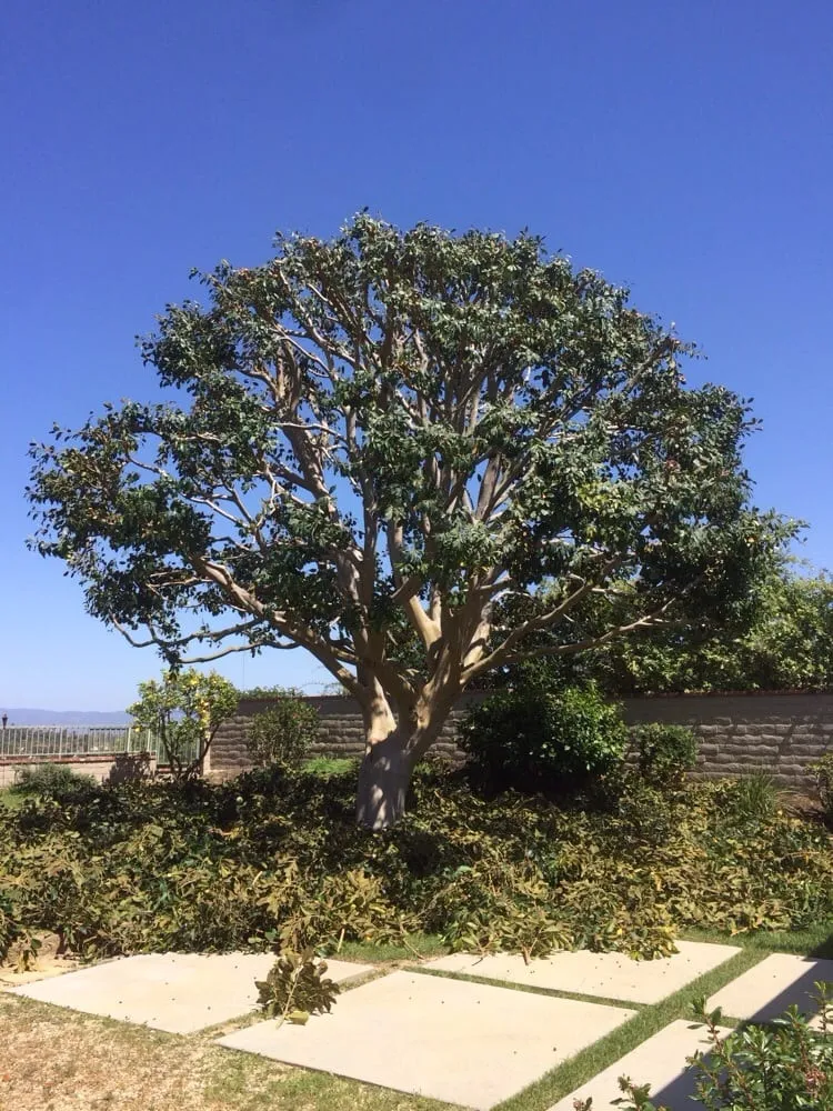 Affordable outdoor landscaping in Santa Ana, CA - Moran Landscaping