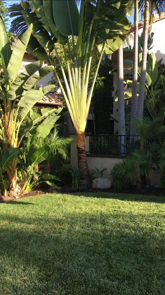 Professional landscape installation in Santa Ana, CA by Moran Landscaping