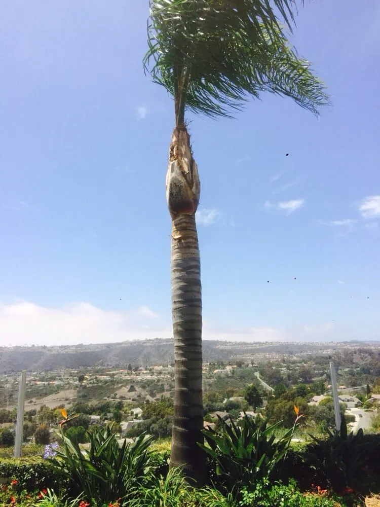 Expert landscape design in Santa Ana, CA - Moran Landscaping