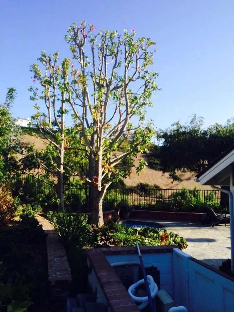 Trusted residential landscaping experts serving Santa Ana, CA - Moran Landscaping