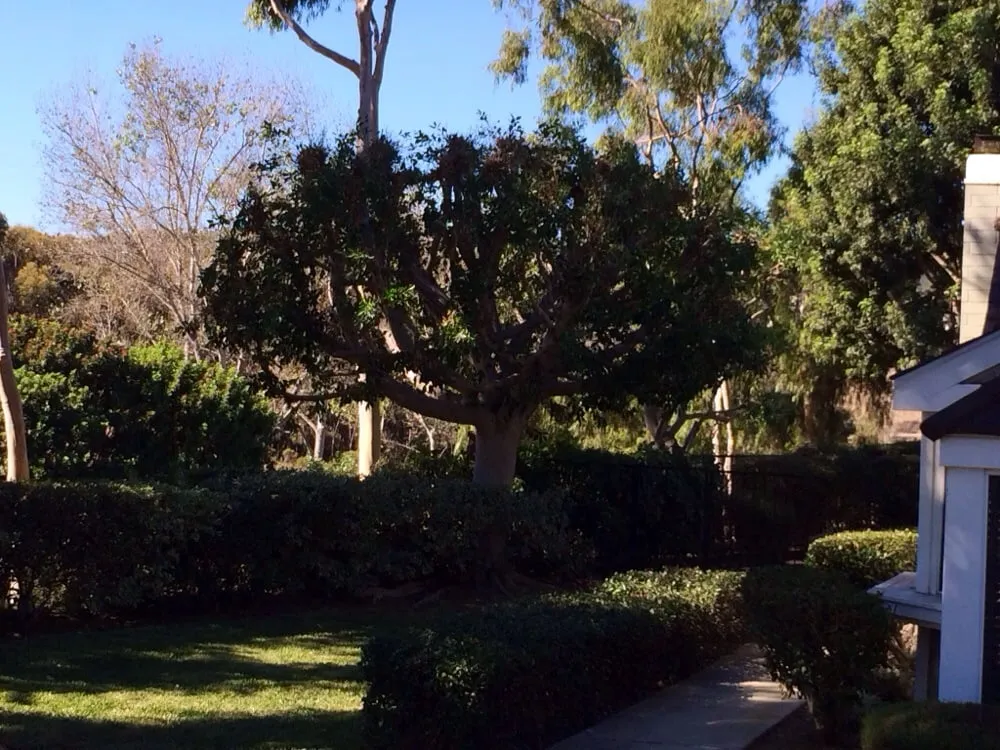 Affordable landscape design for outdoor upgrades in Santa Ana, CA by Moran Landscaping