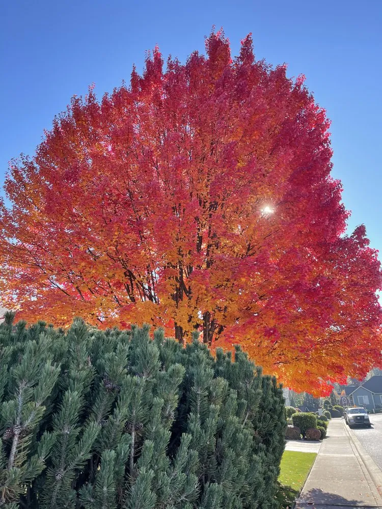 Custom outdoor landscaping in Grants Pass, OR by Mora’s landscape maintenance