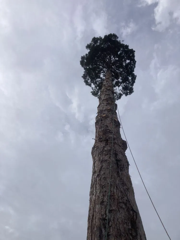 Expert lawn care service with custom design across Fairfield, CA - Moras Landscaping Handyman