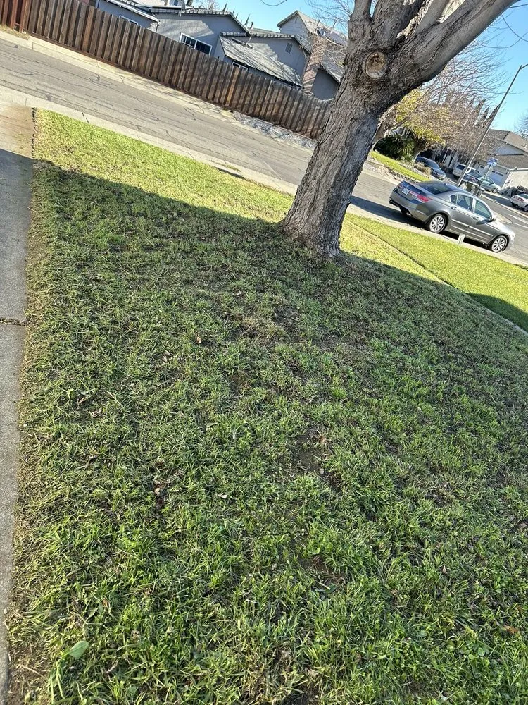 Professional landscape installation experts serving Fairfield, CA - Moras Landscaping Handyman