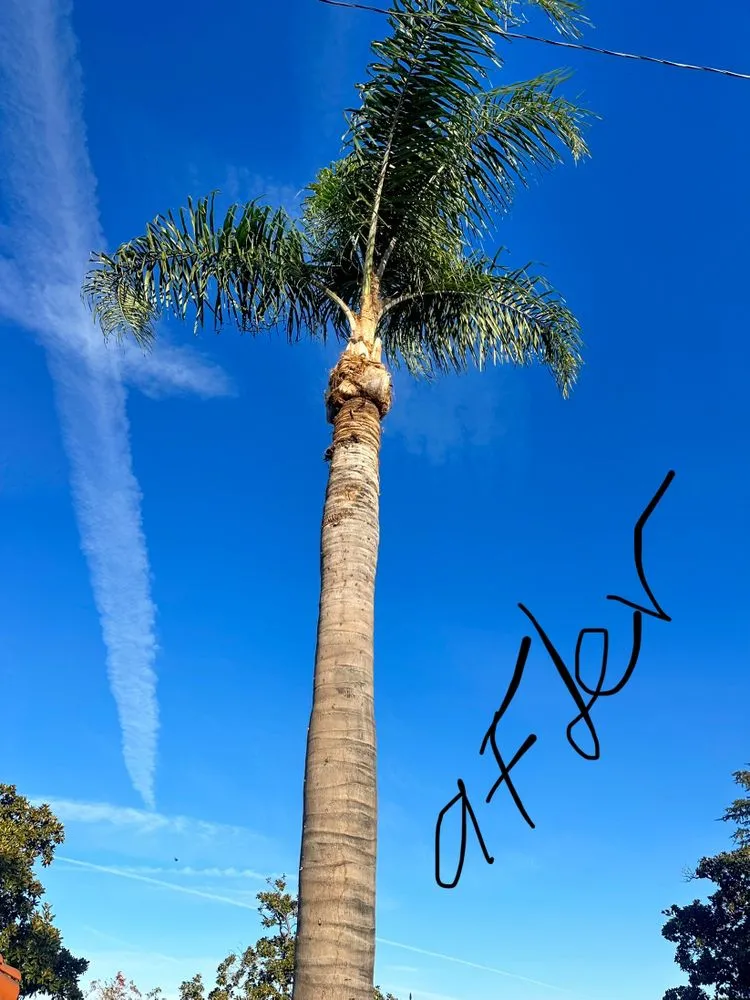 Custom outdoor landscaping in La Puente, CA by Mora's  Sprinklers & Gardening Services