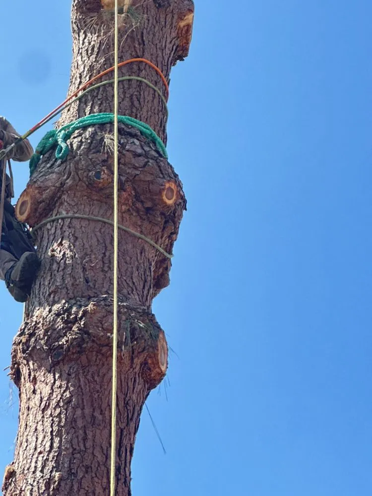 Reliable garden landscaping experts serving La Puente, CA - Mora's  Sprinklers & Gardening Services