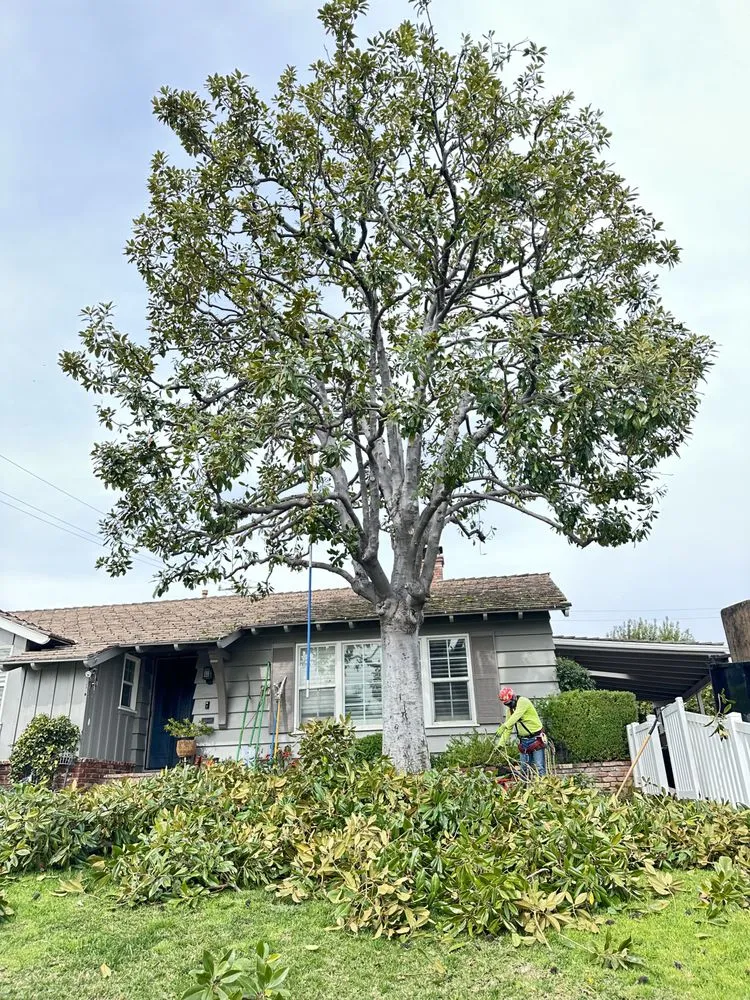 Expert landscape design for homes across La Puente, CA - Mora's  Sprinklers & Gardening Services