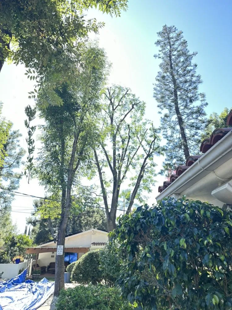 Reliable landscape design experts serving La Puente, CA - Mora's  Sprinklers & Gardening Services