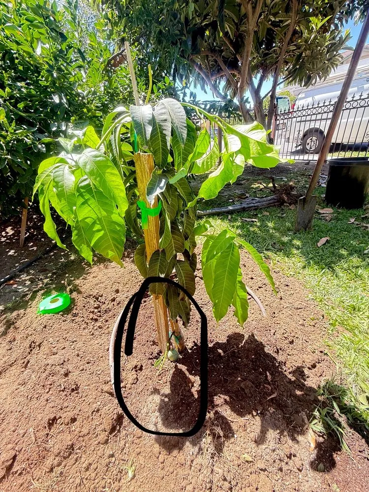 Affordable lawn care service in La Puente, CA by Mora's  Sprinklers & Gardening Services