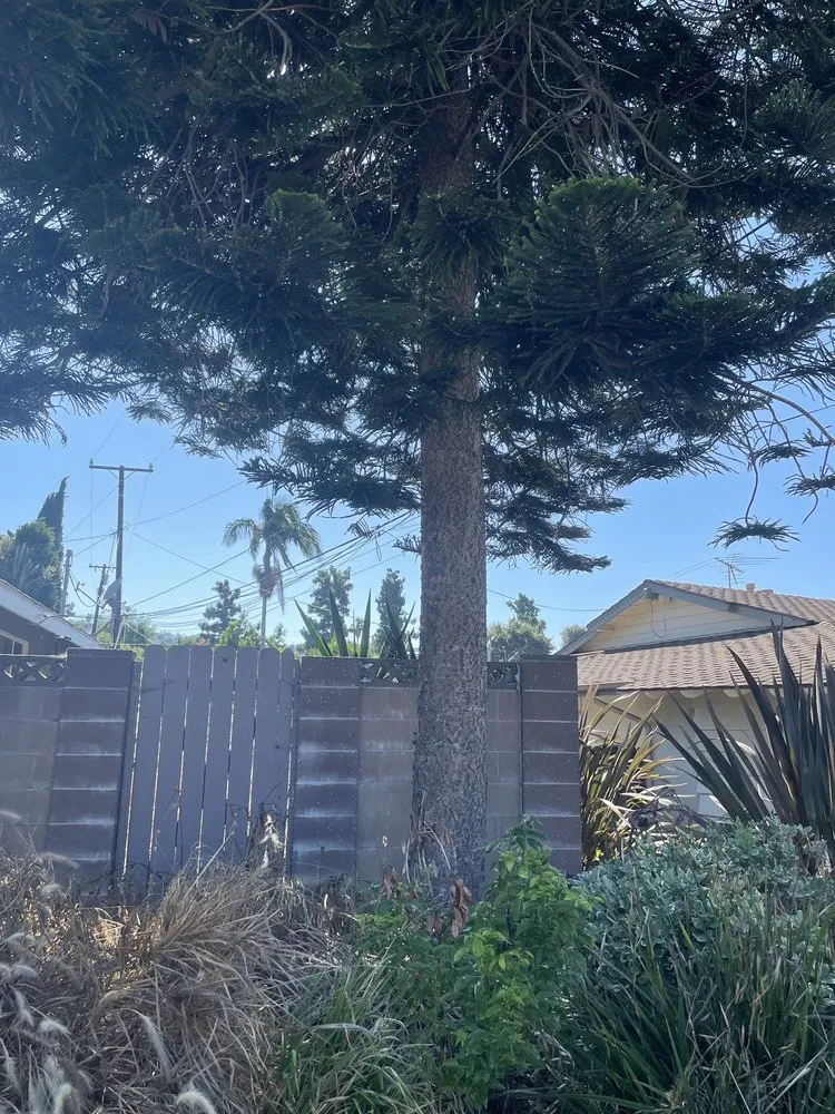 Affordable yard cleanup service in La Puente, CA by Mora's  Sprinklers & Gardening Services