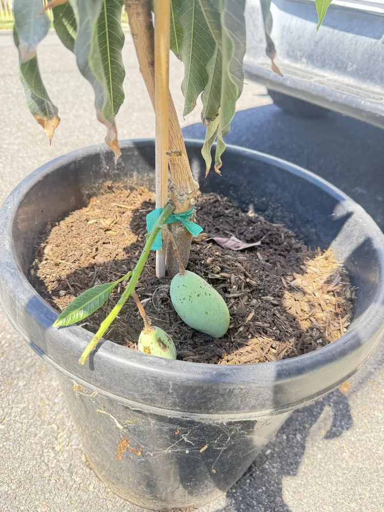 Professional landscape installation in La Puente, CA by Mora's  Sprinklers & Gardening Services