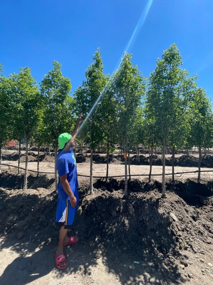 Affordable yard maintenance in Denver, CO - More Than 1 Thing Masonry