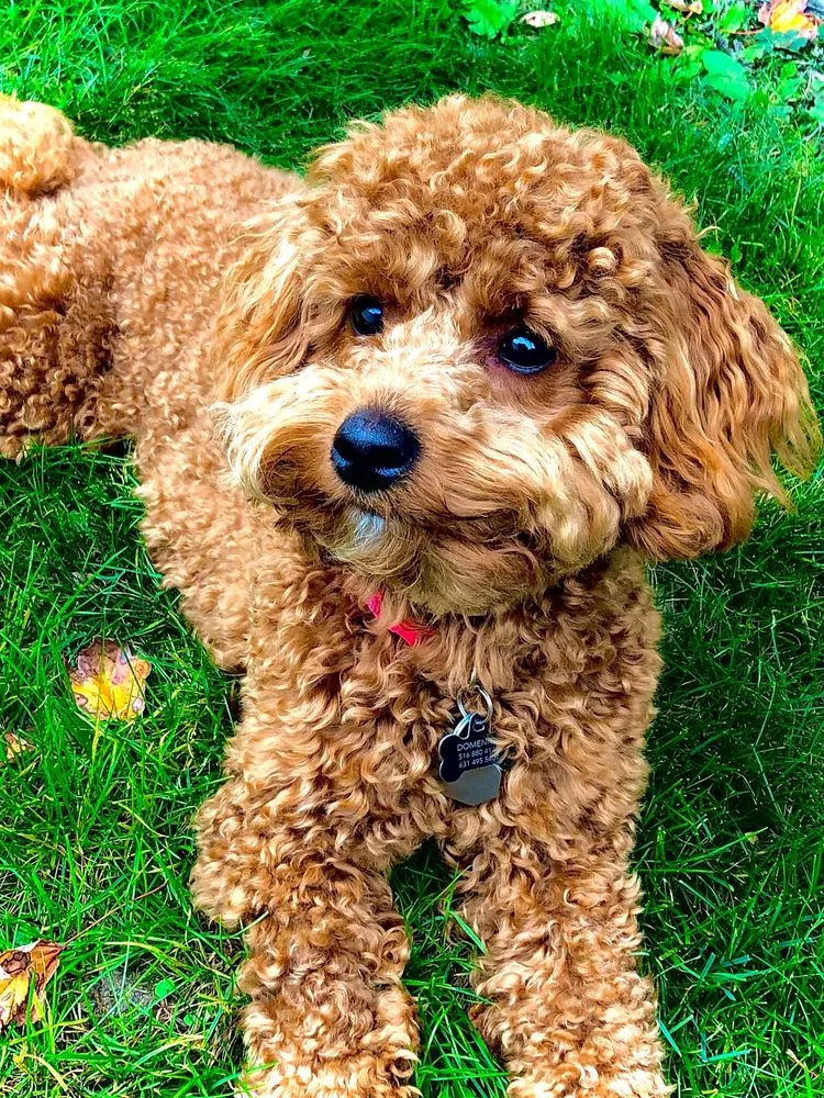 Custom residential landscaping for homes across Westbury, NY - More Than Gardens