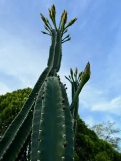 Professional outdoor landscaping near you across Lutz, FL - More Than Mowing 813