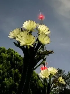 Trusted outdoor landscaping in Lutz, FL by More Than Mowing 813