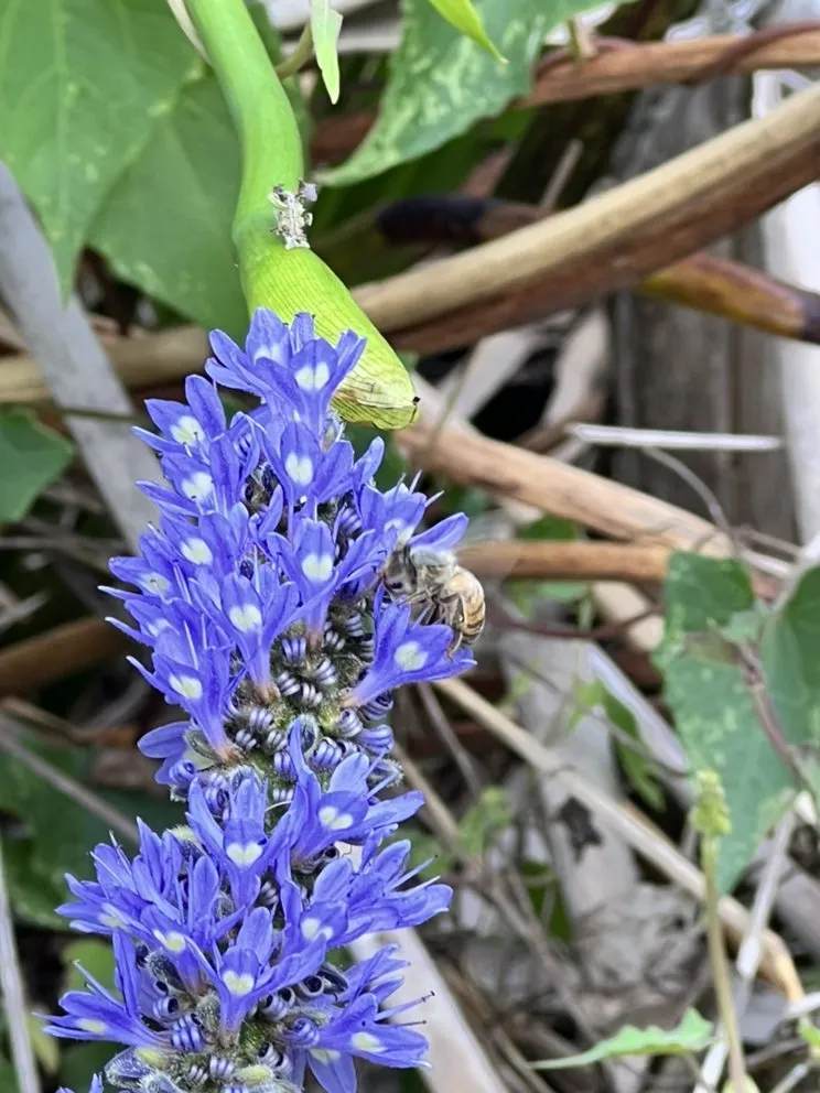 Expert lawn mowing service in Lutz, FL - More Than Mowing 813