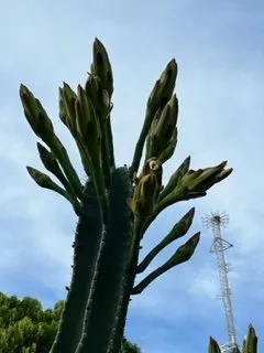 Custom residential landscaping in Lutz, FL by More Than Mowing 813