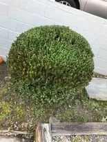 Affordable garden landscaping experts serving Lenoir, NC - More Than Mowing