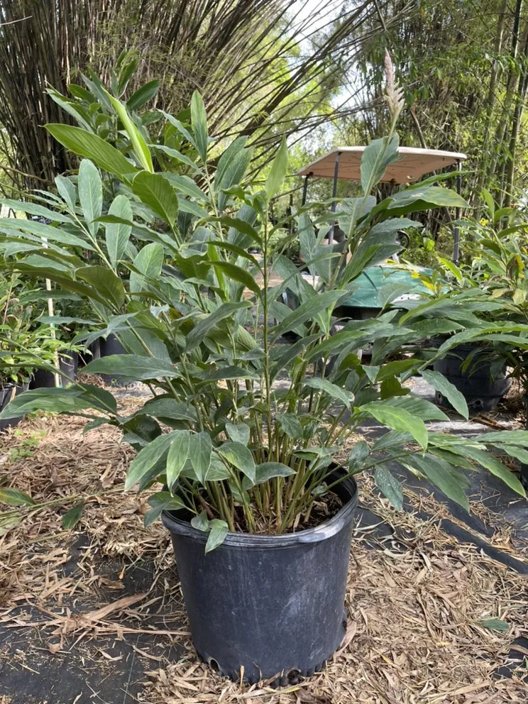 Top-rated landscape design experts serving Miami, FL - Morena’s Farm & Landscaping