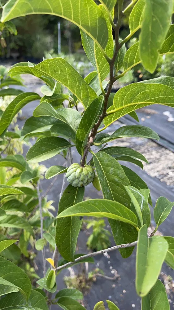 Top-rated landscape design in Miami, FL by Morena’s Farm & Landscaping