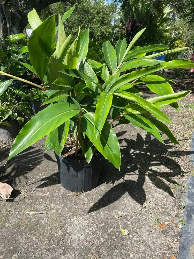 Affordable lawn mowing service for beautiful yards across Miami, FL - Morena’s Farm & Landscaping