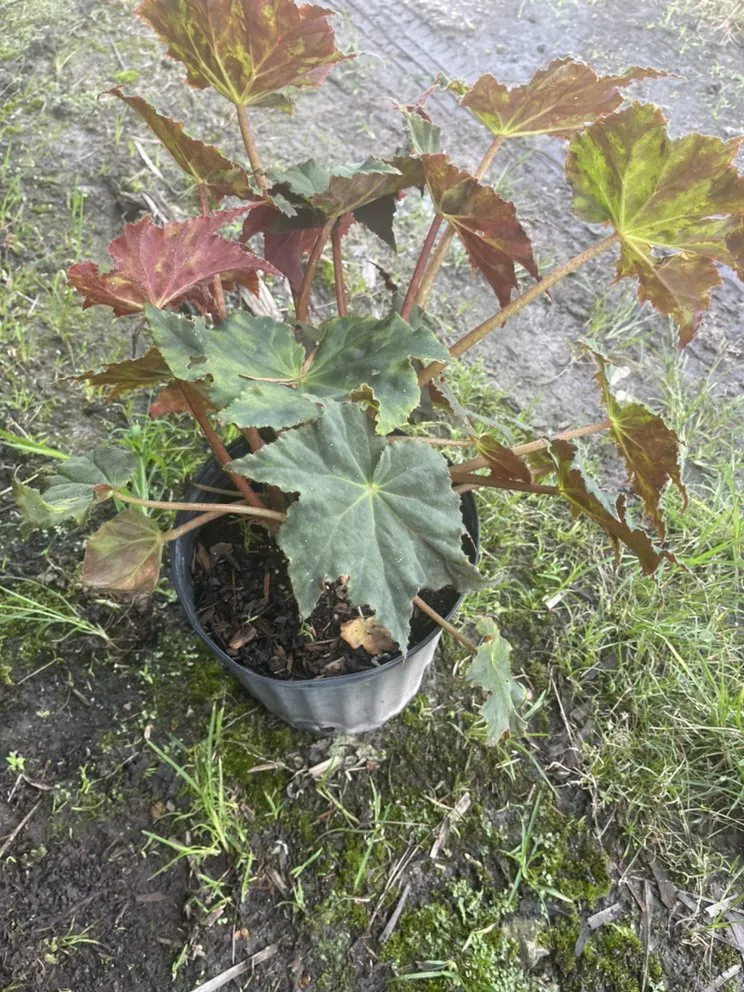 Trusted garden landscaping in Miami, FL - Morena’s Farm & Landscaping