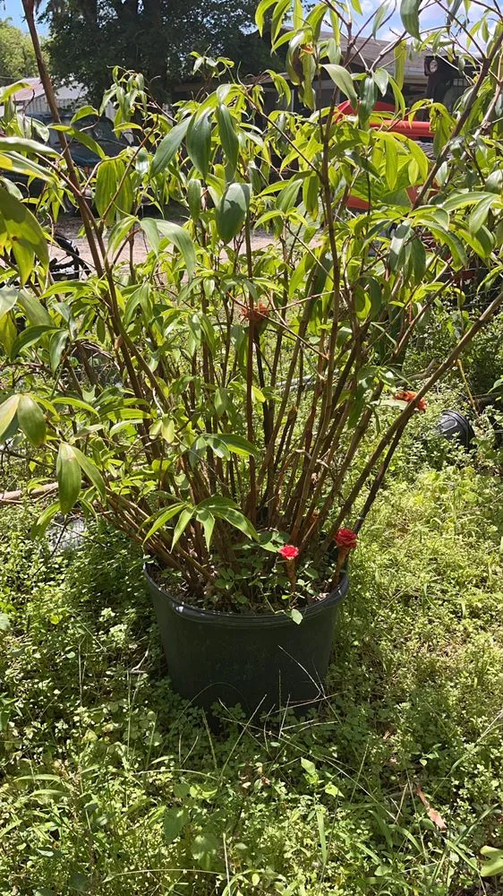 Expert landscaping services for residential properties across Miami, FL - Morena’s Farm & Landscaping