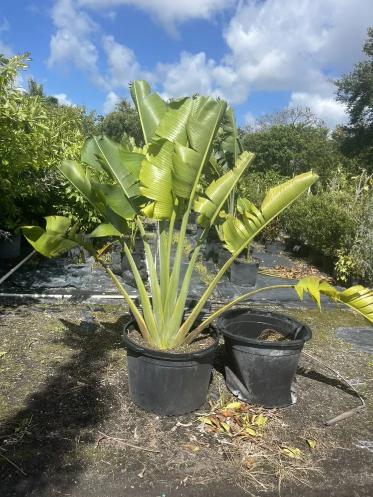 Trusted outdoor landscaping in Miami, FL - Morena’s Farm & Landscaping