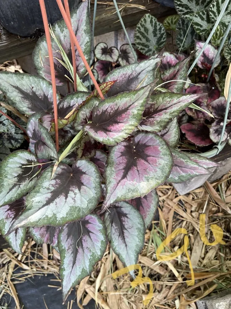 Local residential landscaping for year-round maintenance in Miami, FL by Morena’s Farm & Landscaping