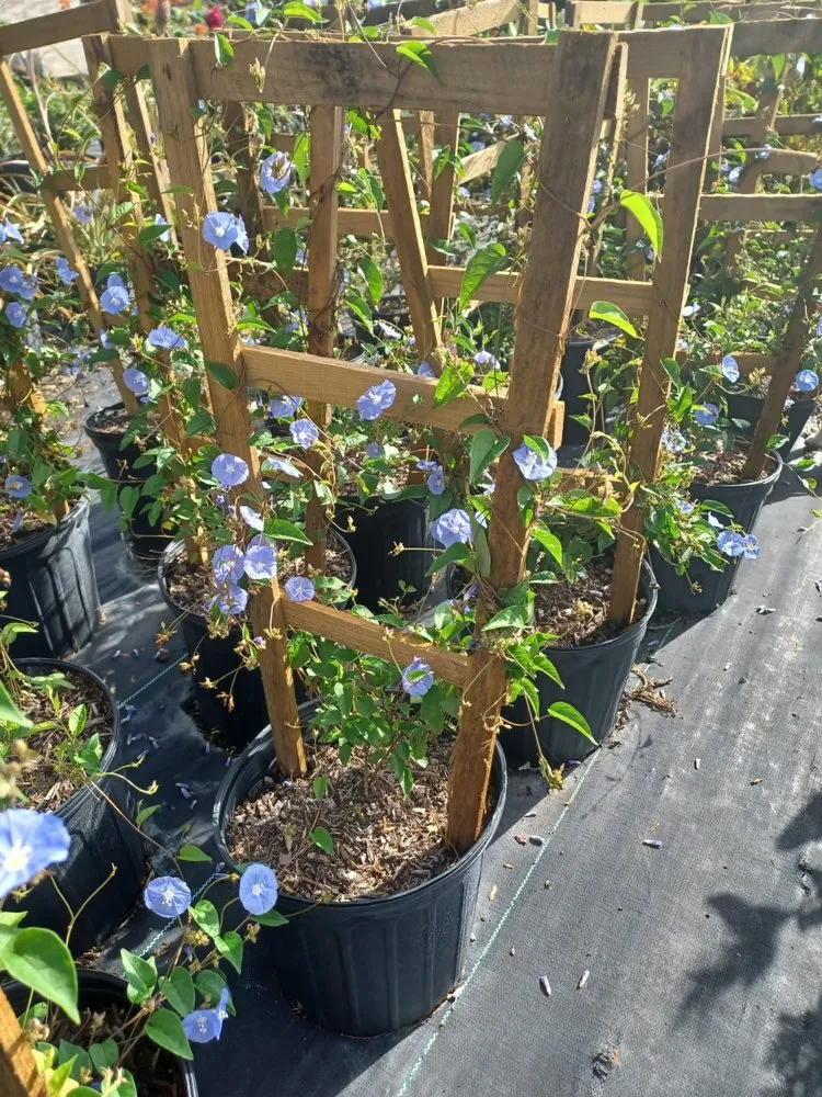 Professional yard maintenance experts serving Miami, FL - Morena’s Farm & Landscaping