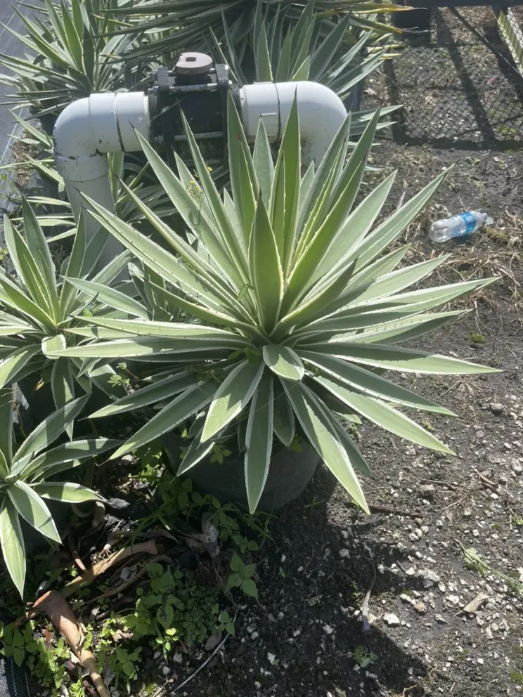 Reliable landscaping services in Miami, FL - Morena’s Farm & Landscaping