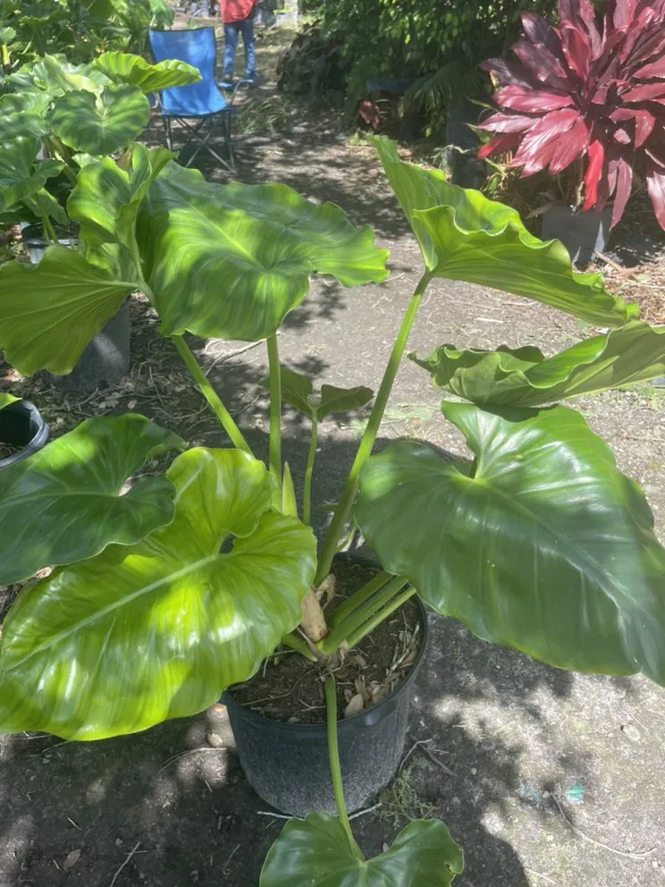 Top-rated landscape design in Miami, FL - Morena’s Farm & Landscaping