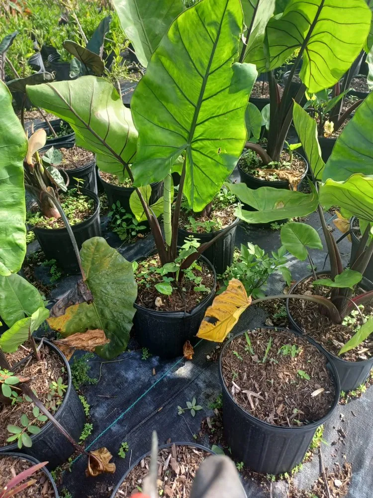 Expert garden landscaping in Miami, FL - Morena’s Farm & Landscaping