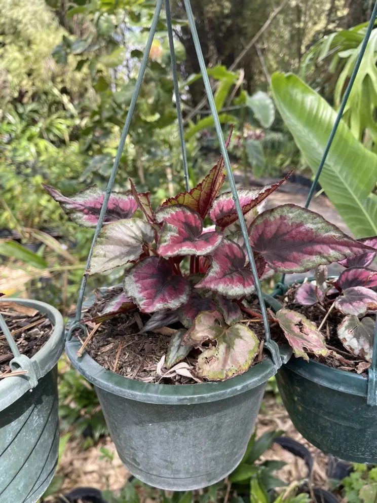 Expert yard cleanup service in Miami, FL - Morena’s Farm & Landscaping